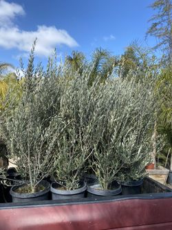 Wilson Olive/ Olivos 15 Gallon