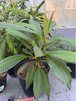Plumeria tree