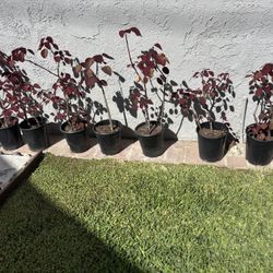 Caribbean Copper Trees