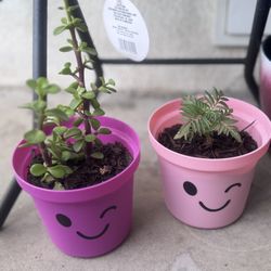 cute Smiley Face Plant Succulent