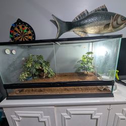 40 Gallon Reptile Terrarium And Gecko Lizard 