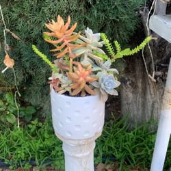 Succulent Variety Ghost Plants In White Square Design Ceramic Pot 