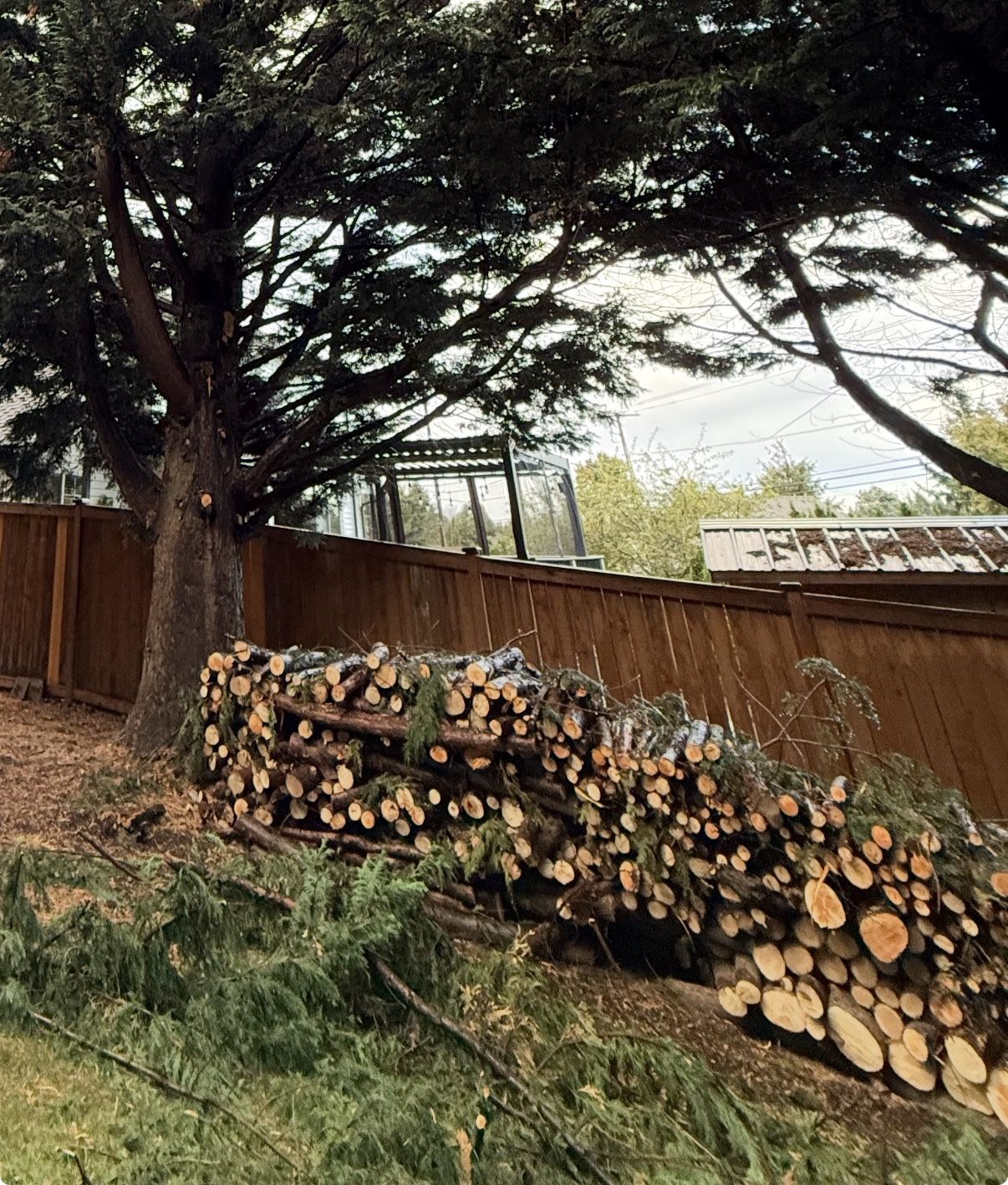Free Leyland Cypress Logs