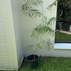 Orange Poinciana Plant 