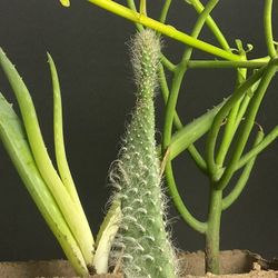 Tools , 12 Pots, 3 Plants 35ave/glendale