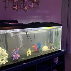 50 Gallon Fish Tank