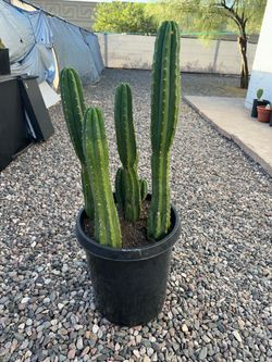 Large 5ft San Pedro Cactus Cluster ā Multi Column šµ