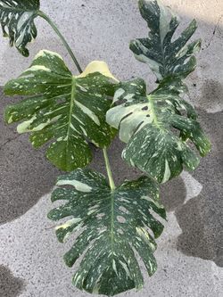 Monstera Deliciosa Thai Constellation Cream Brulee Variegated 
