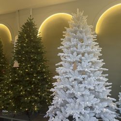 CHRISTMAS TREES FOR SALE 