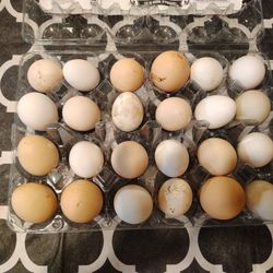 Fresh Chicken Eggs 