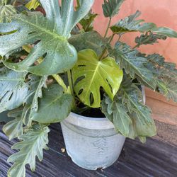 Plants 