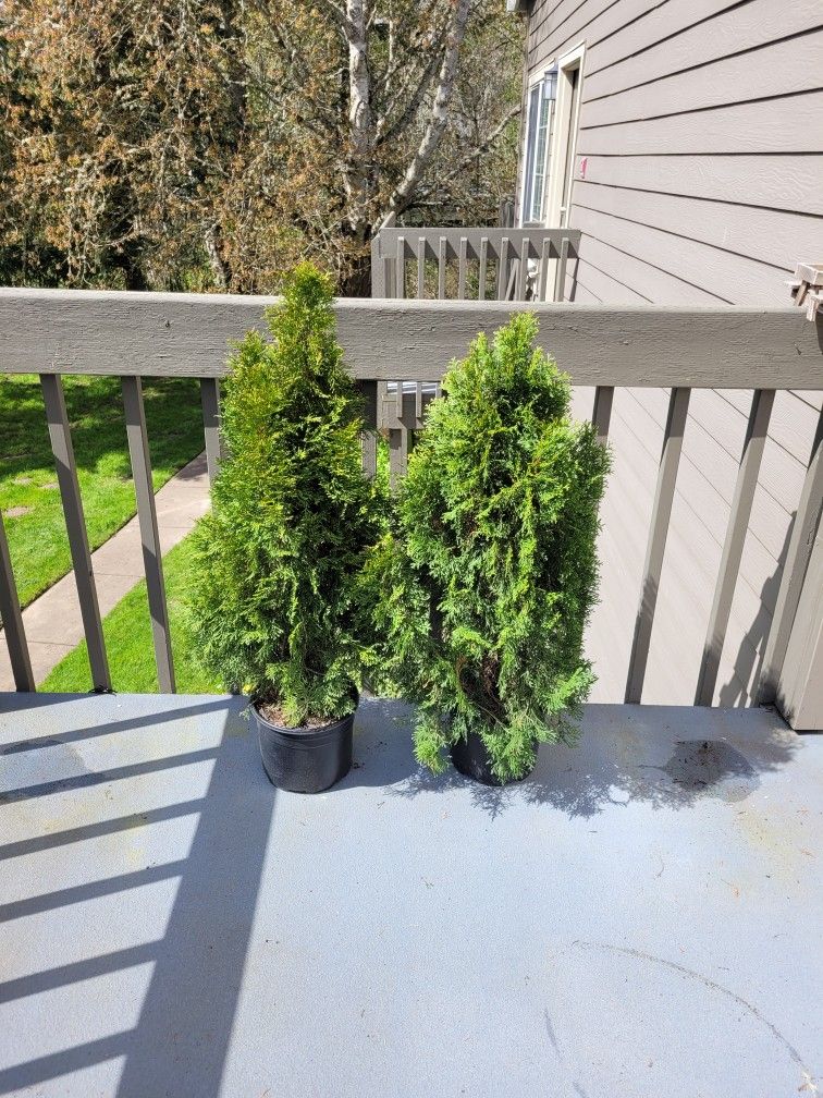 2 Plants For $20