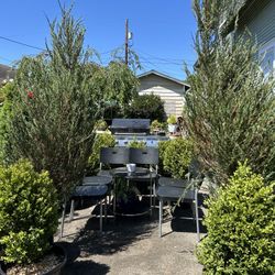 $195 Each Beautiful Japanese Juniper Tree 
