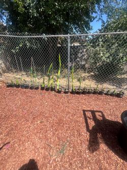 Rooted Dragon Fruits
