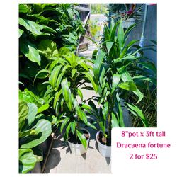 Plants (8” pot Dracaena fortune plants $15 each or belong to mix & match plants 2 for $25)