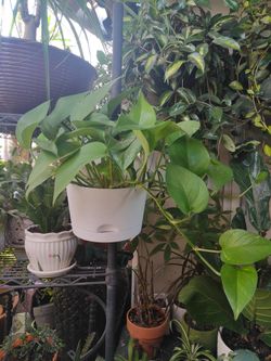 Golden Pothos Wall Planter
