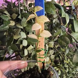 rhaphidophora hayi albo