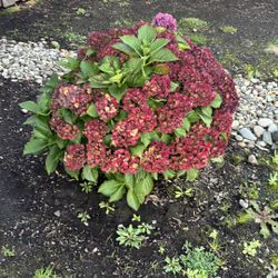 Free Plants