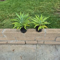 Agave 