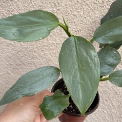 Beautiful Philodendron Silver Sword Plant