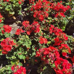 Geraniums 