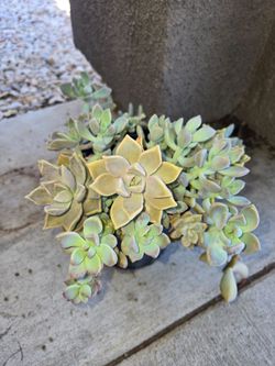 Plant