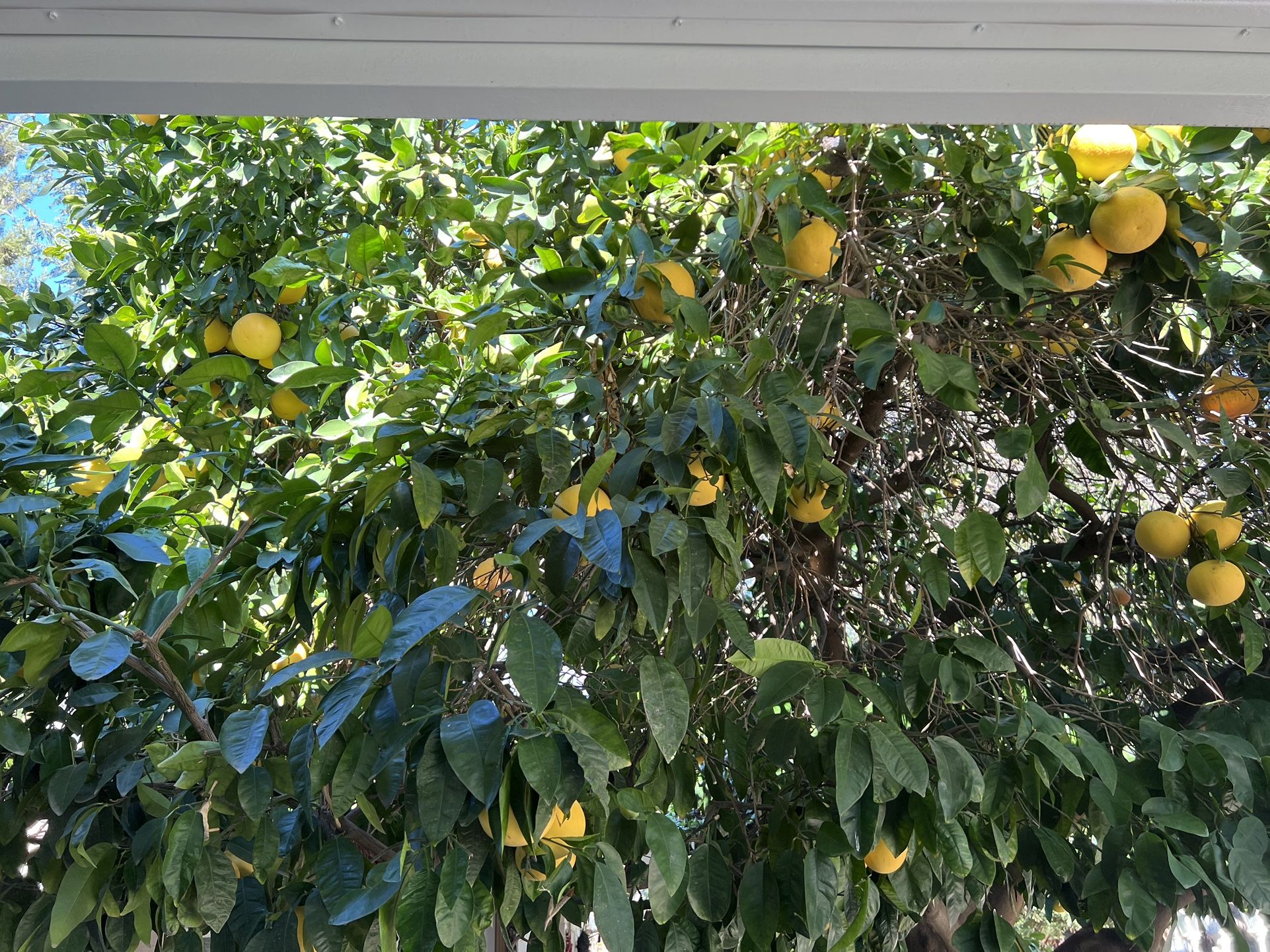 Sweet Pink Grapefruit