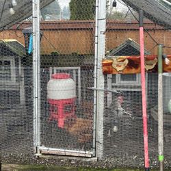 Three Chickens Including Nesting Box dollar is the total price for the chicken and chicken Coop
