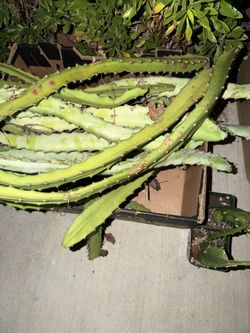 Free yellow dragonfruit cuttings (Palora variety)