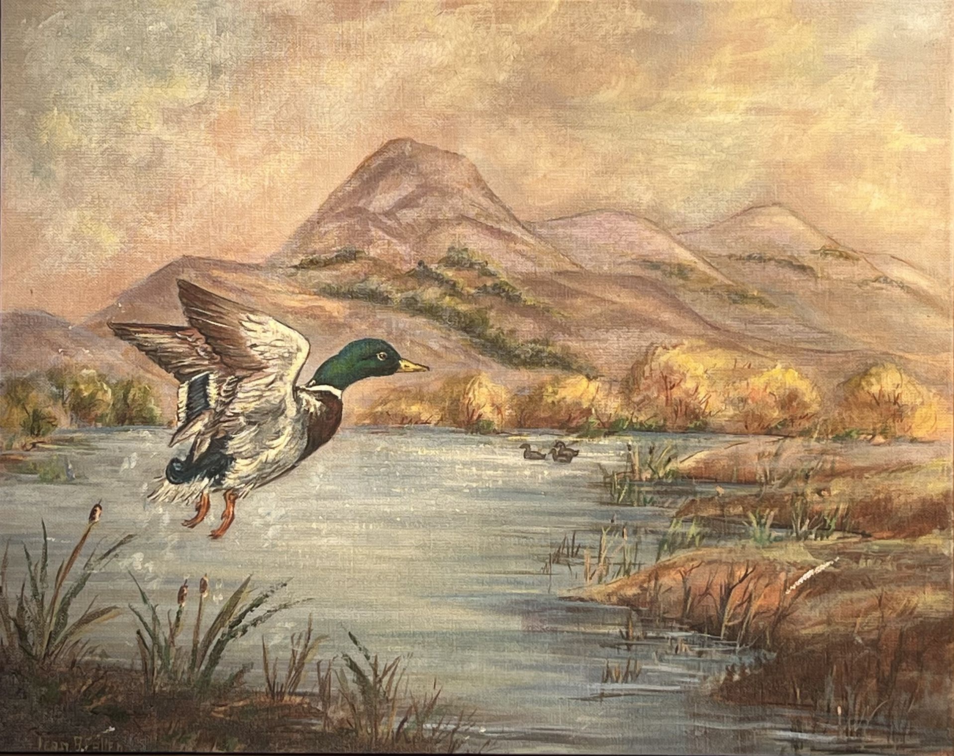 Mallard Drake - Rising in Flight