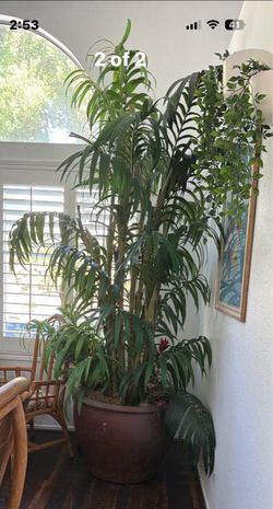 Beautiful 7-Foot Artificial Palm Tree with Large Decorative Planter