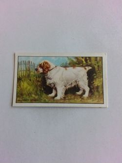 Clumber Spaniel - Original Gallaher Dogs Series Cigarette Card Issued 1936 