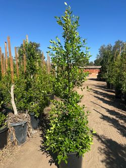 ficus