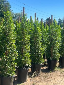 Ficus tree 🌲
