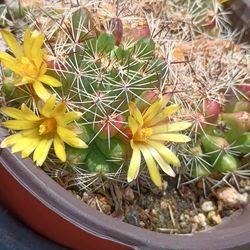 Cactus plant
