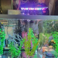 20 Gallon Aquarium Set Up 