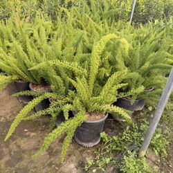 Asparagus Plants 5 Gal 