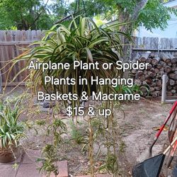 Airplane Plants In Hanging Baskets
