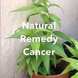 Clinacanthus Nutans Sabah Snake Grass Plants Many Many Health Benefits 