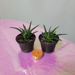 Haworthia attenuata/Zebra Haworthia/live Indoor Succulent 