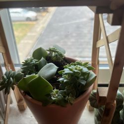 All Of The Plants For 35$ 