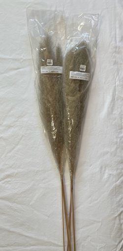Dried Pampas Grass Stems 2 Bundles