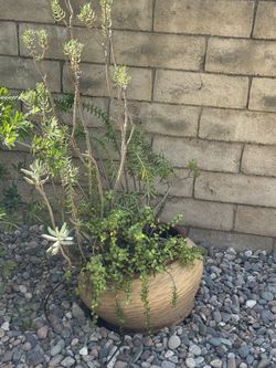 Garden Decor & Plants