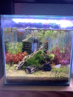 2.5 Gallon Cube Aquarium / Fish Tank