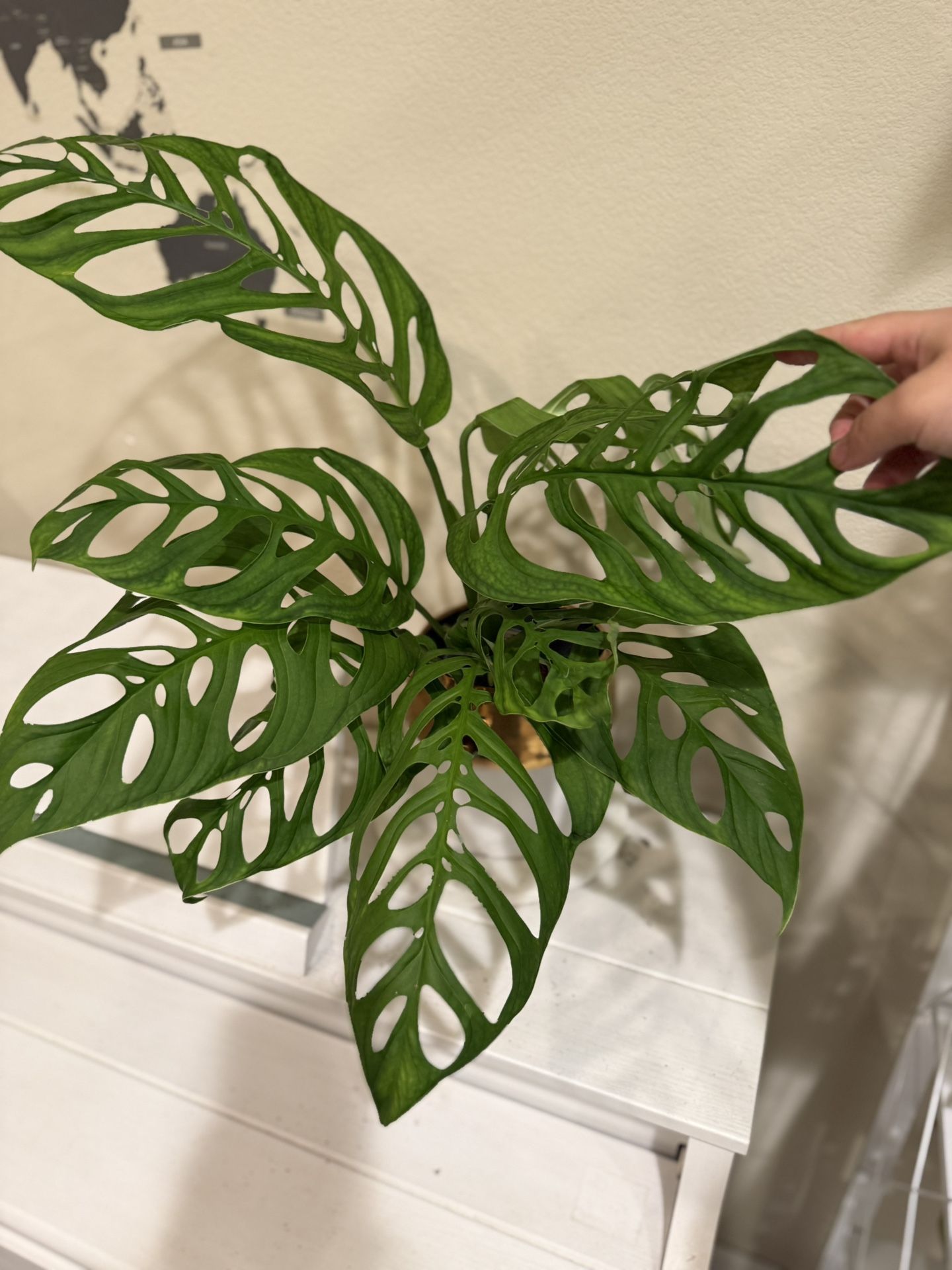 Monstera Esqueleto Plant