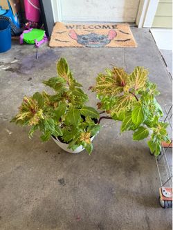 Coleus