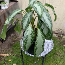 Indoor agloanema