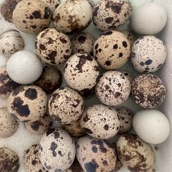 Coturnix Quail Eggs 