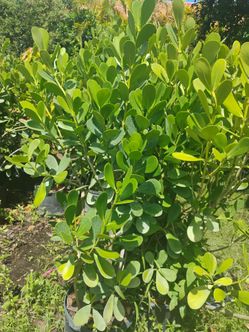 Clusia Overgrown Hedges 4-4.5ft $23