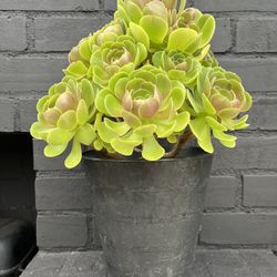 Succulents 